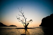 © Matthew - Tree Silhouetted at Sunrise at Beautiful East Railay Beach (Rai Leh), South Thailand, Southeast Asia