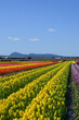 Large field of tulips with multiple colors 