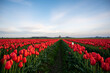Large field of red tulips with a single white tulip 