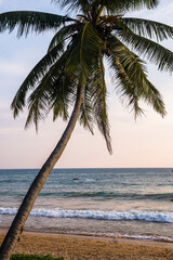 Wall Mural - Tropical palm tree, Mirissa Beach, South Coast of Sri Lanka, Asia