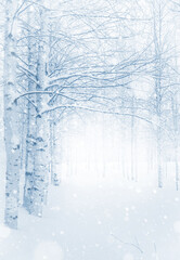 Wall Mural - Winter landscape. Snow-covered birch grove.  Winter background with snow-covered birch trees. Snowfall in winter park