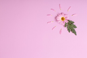 Poster - chrysanthemum flower on pink paper background