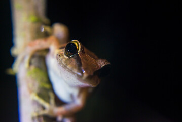 Wall Mural - Frog in the Choco Rainforest at night, Ecuador. This area of jungle is the Mashpi Cloud Forest in the Pichincha Province of Ecuador, South America