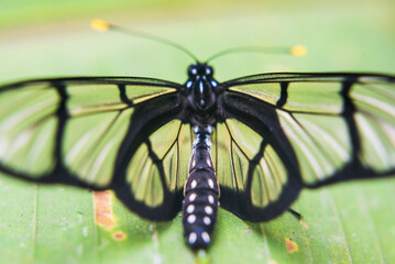 Wall Mural - Butterfly, Mashpi Cloud Forest, Choco Rainforest, Ecuador, South America