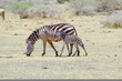 Mother and baby Zebra on the savanna