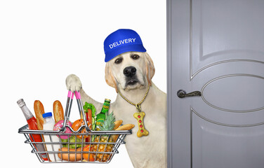 Canvas Print - A dor labrador courier in a blue cap delivers a metal shopping basket with food. White background. Isolated.