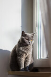 Fototapeta Sawanna - Bored cat sitting at window sill. Gray british shorthair cat
