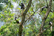 Four Colobus Monkeys in a tree with one jumping in mid flight. 