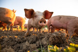 Fototapeta Zwierzęta - Pigs eating on a meadow in an organic meat farm - wide angle lens shot