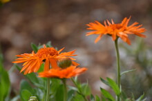 Orange Flower In The Garden