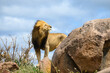 Lion near a large rock with wind blowing on his mane in the Serengeti in Tanzania