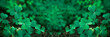 Leinwandbild Motiv Green background with three-leaved shamrocks, Lucky Irish Four Leaf Clover in the Field for St. Patricks Day holiday symbol. with three-leaved shamrocks, St. Patrick's day holiday symbol, earth day.
