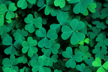 green background with three-leaved shamrocks, lucky irish four leaf clover in the field for st. patr