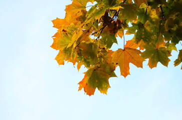 Wall Mural - Branch with yellow maple leaves in the autumn