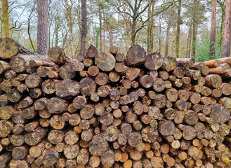 Canvas Print - A logpile backed by trees in the New Forest, England