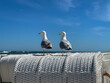 Two white sea gulls seat white birds on a top of traditional north german beach chair Strandkorb on a baltic sea beach