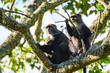 Two Blue Monkeys in a tree in Arusha NP in Tanzania