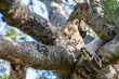 Leopard in a tree in Serengeti NP in Tanzania
