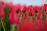 Fototapeta Tulipany - 赤いチューリップと虹