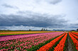 Large tulip field with rows of colors ona cloudy day 
