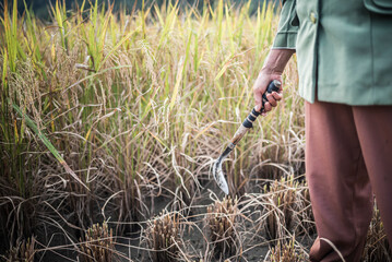 Sticker - Farmers working in a rice paddy field, Bukittinggi, West Sumatra, Indonesia, Asia