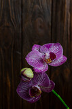 Fototapeta Storczyk - Purple orchid on wooden background