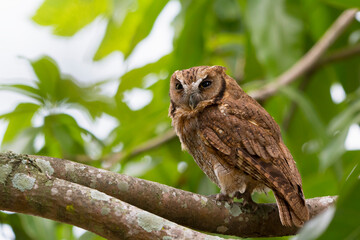 tropical screech-owl