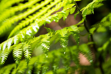 Wall Mural - Close up detail of a fern in the rainforest in Arenal Volcano National Park, Alajuela Province, Costa Rica, Central America