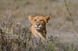 Young lion in grass in the Serengeti 