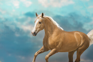 Wall Mural - Palomino horse run free against sky