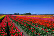 Large field of Tulips in Mt. Vernon, Washington 