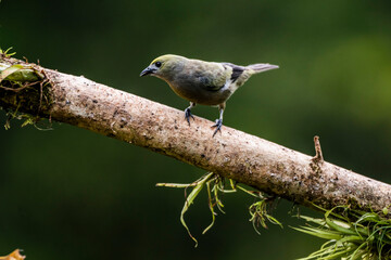 Wall Mural - Palm Tanager (Thraupis palmarum), Boca Tapada, Alajuela Province, Costa Rica