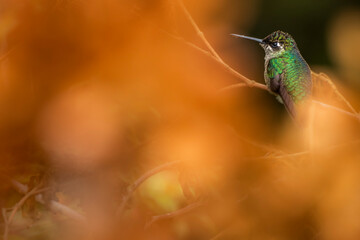 Wall Mural - Magnificent Hummingbird (Eugenes fulgens aka Refulgent Hummingbird), San Gerardo de Dota, San Jose Province, Costa Rica