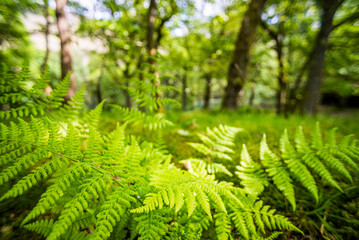 Wall Mural - Ferns in a woods at Derwent Water, Lake District, Cumbria, England, UK, Europe