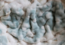 Velvety Mold On The Surface Of Spoiled Food Close-up