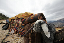  Nomadic People Put Their Belongings In Saddlebags While Preparing For Migration. Handmade Wool Saddlebags. Taurus Mountains Turkey.