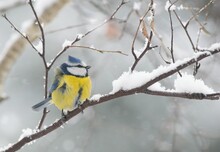 Winter Scenery With Blue Tit Bird Sitting On The Snowy Branch(Cyanistes Caeruleus)