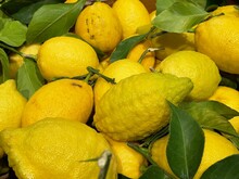 Citrons Bios