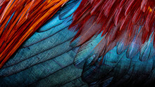 Rooster Feathers. Bright Dark Indian Rooster (Seval Erkul) Feathers Close Up View.