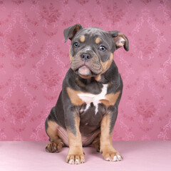 Wall Mural - Portrait of a cute old english bulldog puppy looking at the camera on a pink background