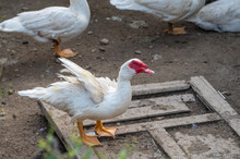 A Large Snow-white Muscovy Duck Raised In The Field