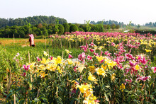 Female Gardener Tending To A Field Of Blooming Yellow And Pink Lilies (lilum)
