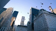 Birds Flying In New York City. Buildings Of Manhattan From 59 Street In Slow Motion