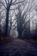 © Erika - Dark forest at dawn in the fog
