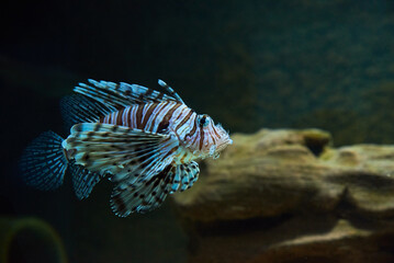 Lionfish in the deep under water, sea fish in zoo aquarium, close up