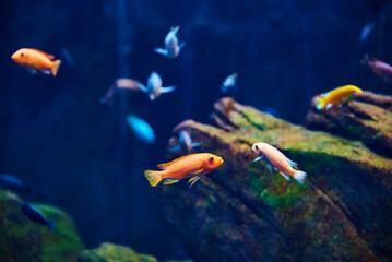 Wall Mural - Colorful fishes in the deep under water, sea fish in zoo aquarium, close up