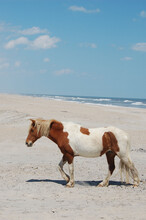 A Wild Painted Horse Roaming The Sandy Beach On Assateague Island, Worcester County, Maryland.