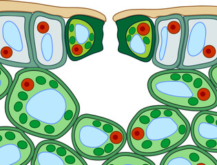 Poster - Section view of stomate and plant leaf structure. Cross-section through a leaf