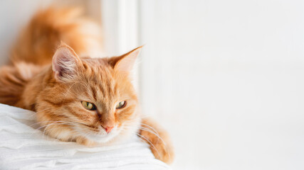 Wall Mural - Curious ginger cat relaxes on window sill. Fluffy pet has a nap in comfort. Horizontal banner with copy space.