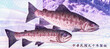 Formosan landlocked salmons and Mount Nanhu. Portrait from Taiwan 2000 Yuan 2001 Banknotes.